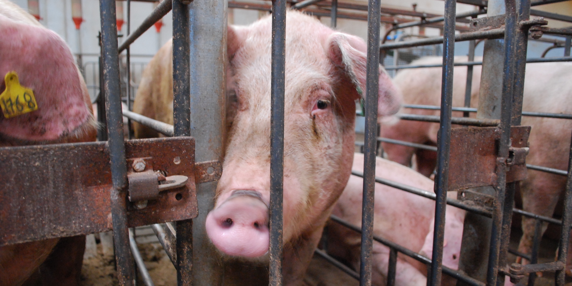 A sad looking pig with red eyes is pocking her nose through the bars of her cage in the farm