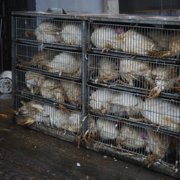 Turkeys in transportation cages at a slaughterhouse