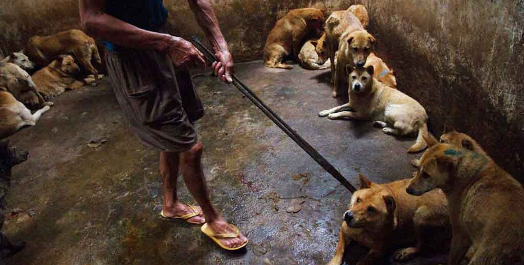 Undercover Investigation China s Cat and Dog Meat Trade