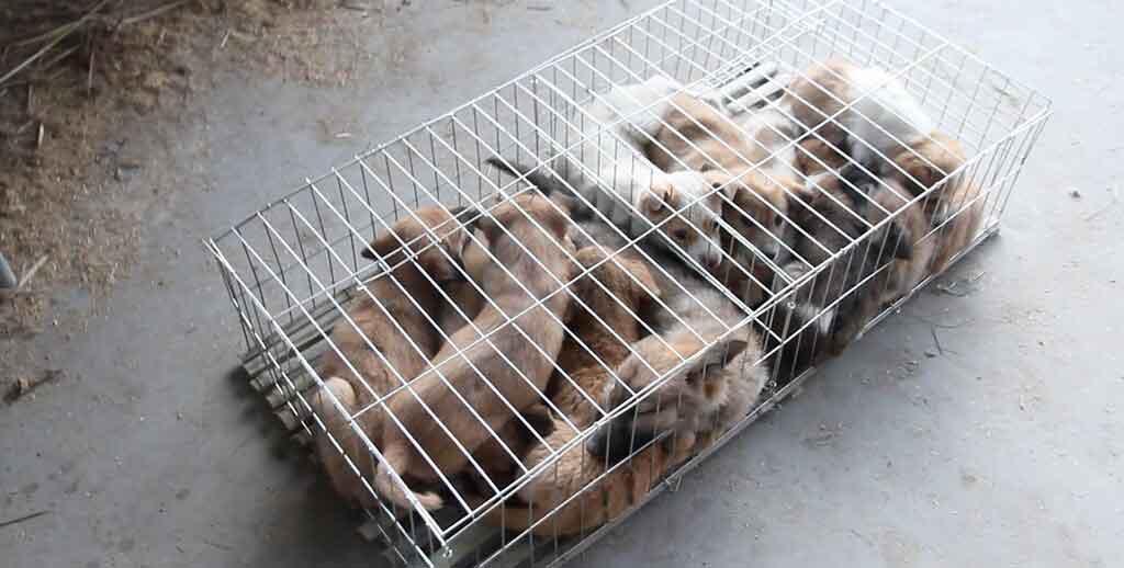 Undercover Investigation China s Cat and Dog Meat Trade