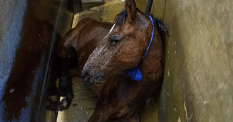 Horse laying on the ground about to get slaughtered