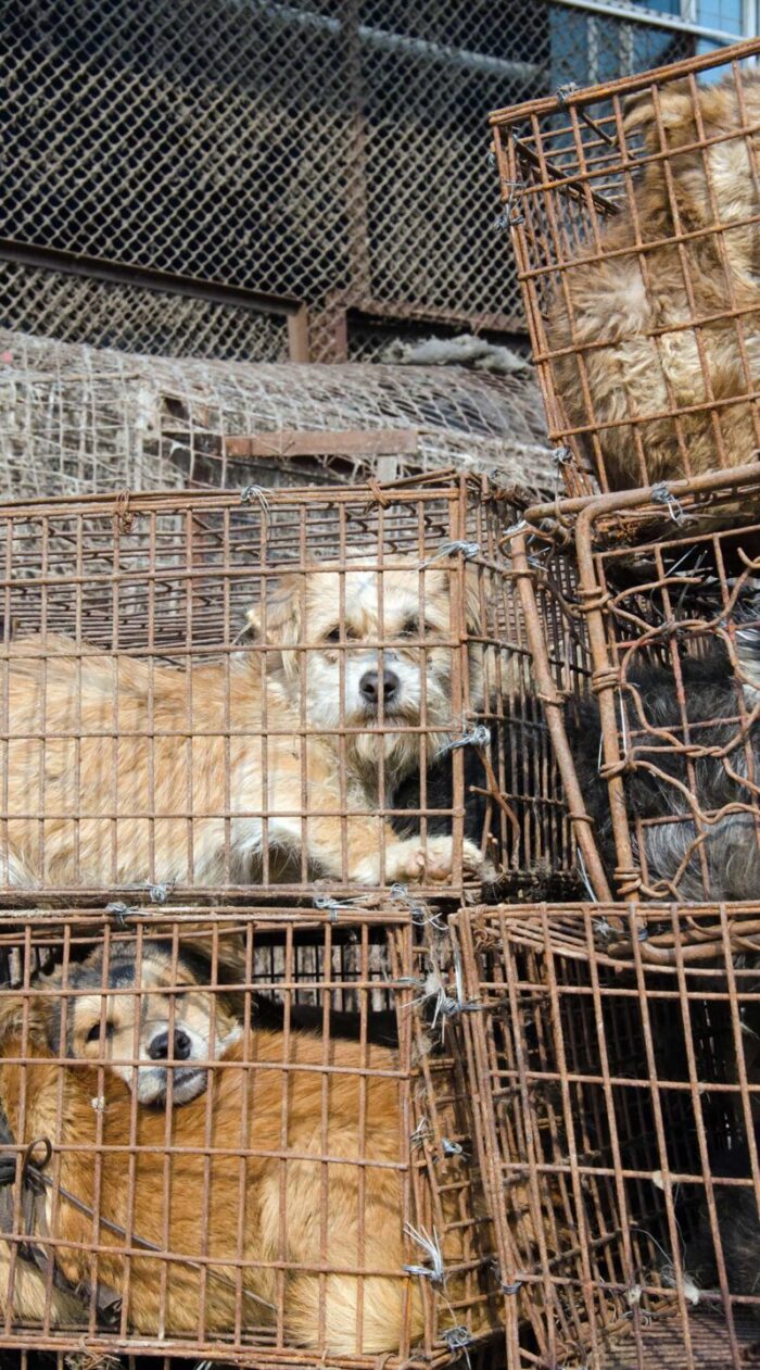 dogs in crates