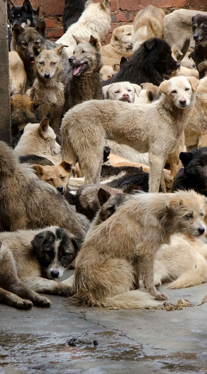 dog-meat-trade