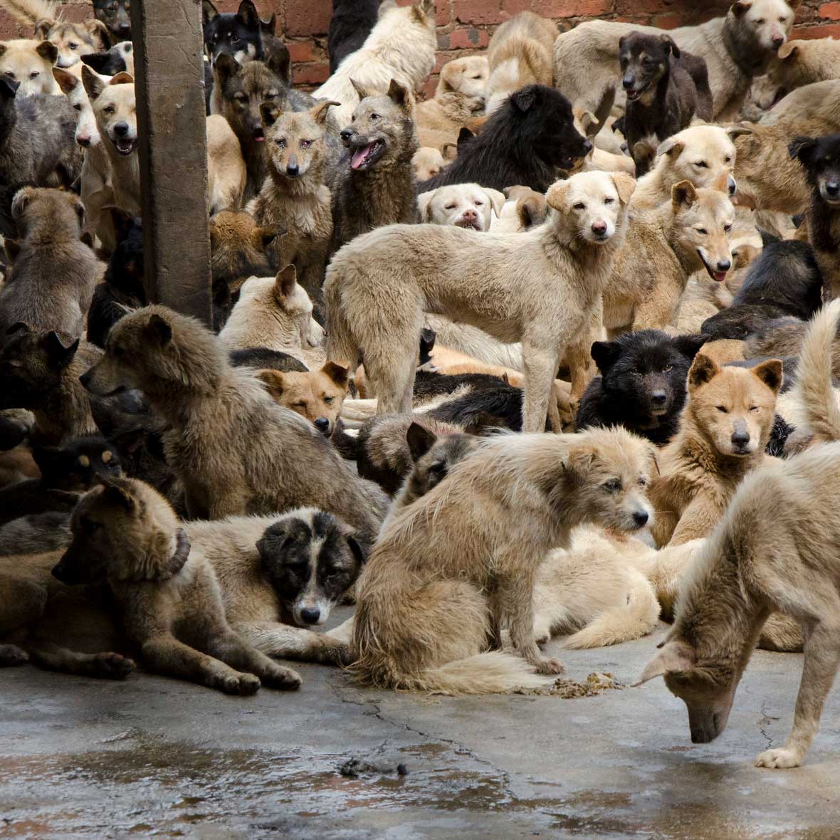 group of dogs awaiting death in dog-meat trade
