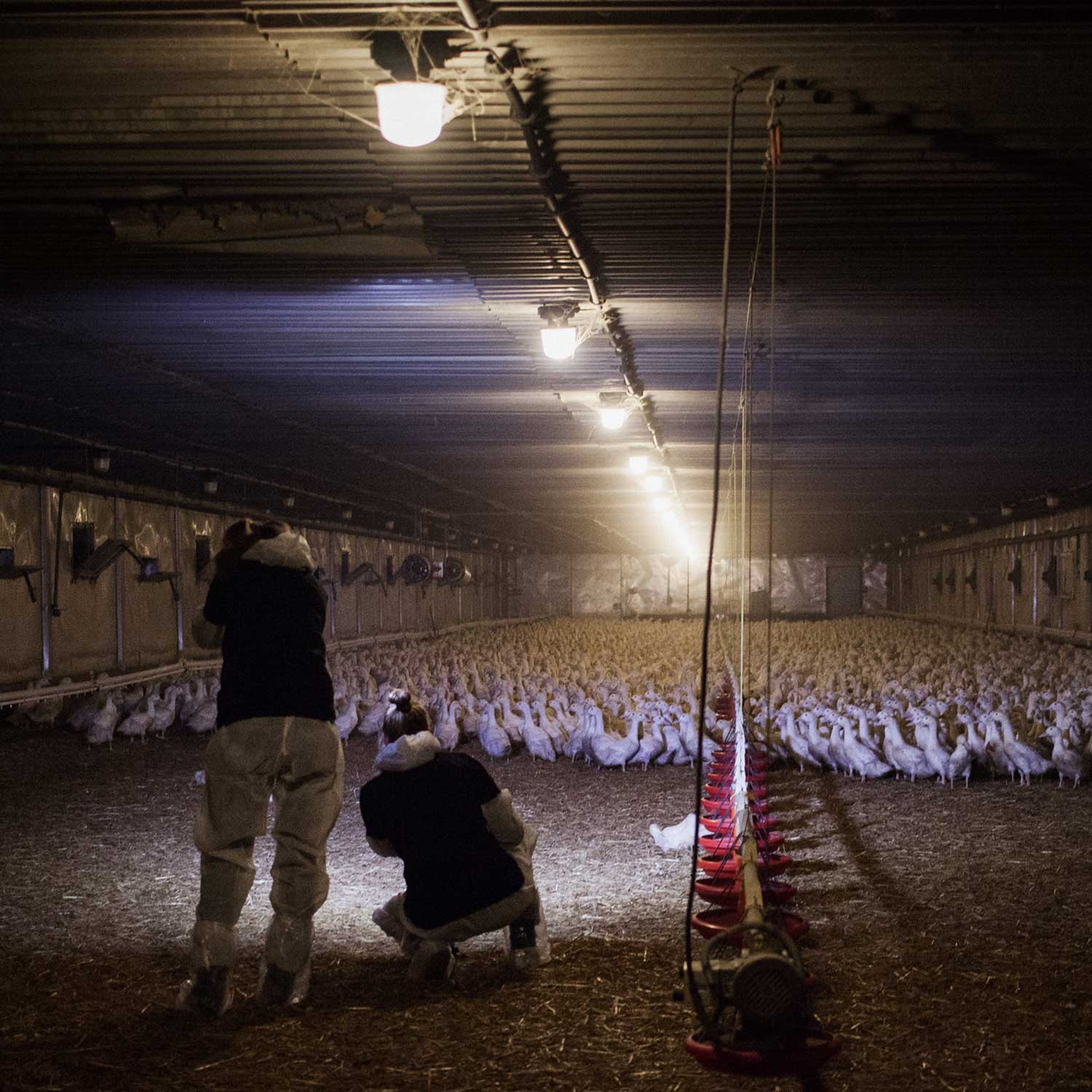 Duck farm with team of investigators