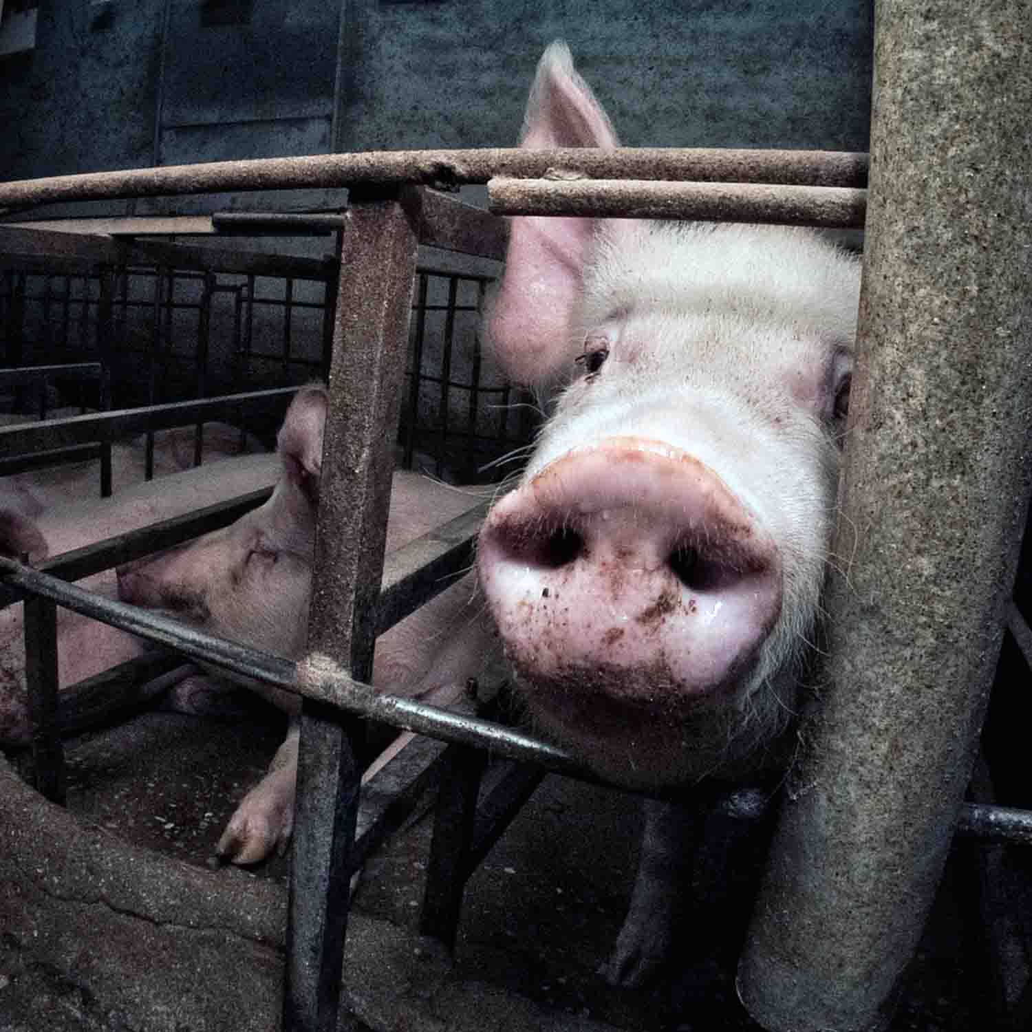 The pig inside the crate is pregnant looking at the camera