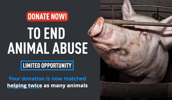 Female pig trapped in a cage. Invitation to donate during matching opportunity.