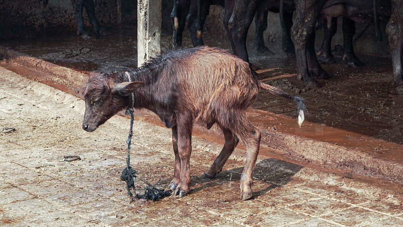 a small and skinny calf tied down by a tope around his neck