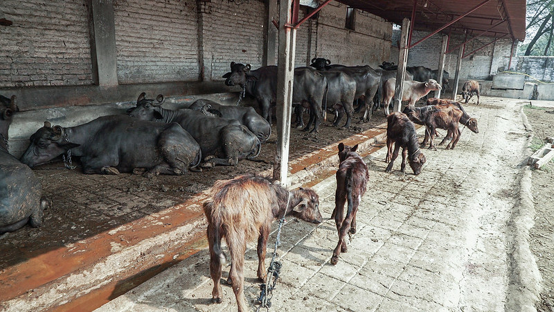 a row of calves tied up with ropes around their necks