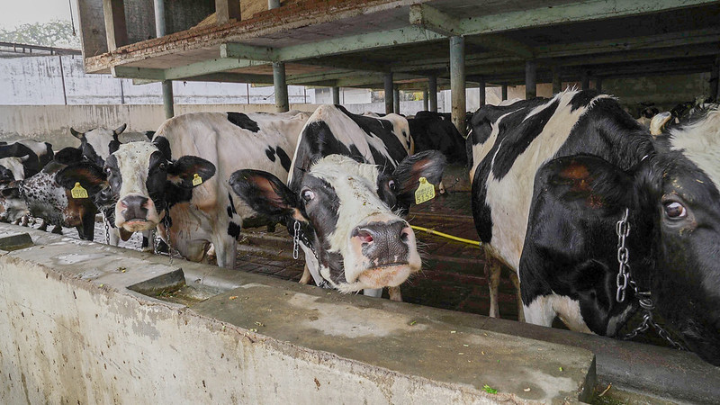 Dairy cows in India