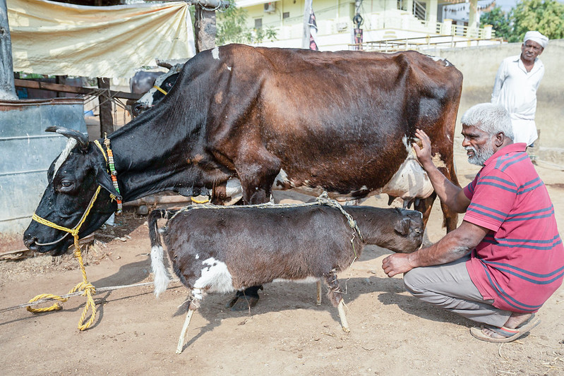 a farm worker kneeled down next to a dead calf stuffed with hay next to an anxious looking adult buffalo
