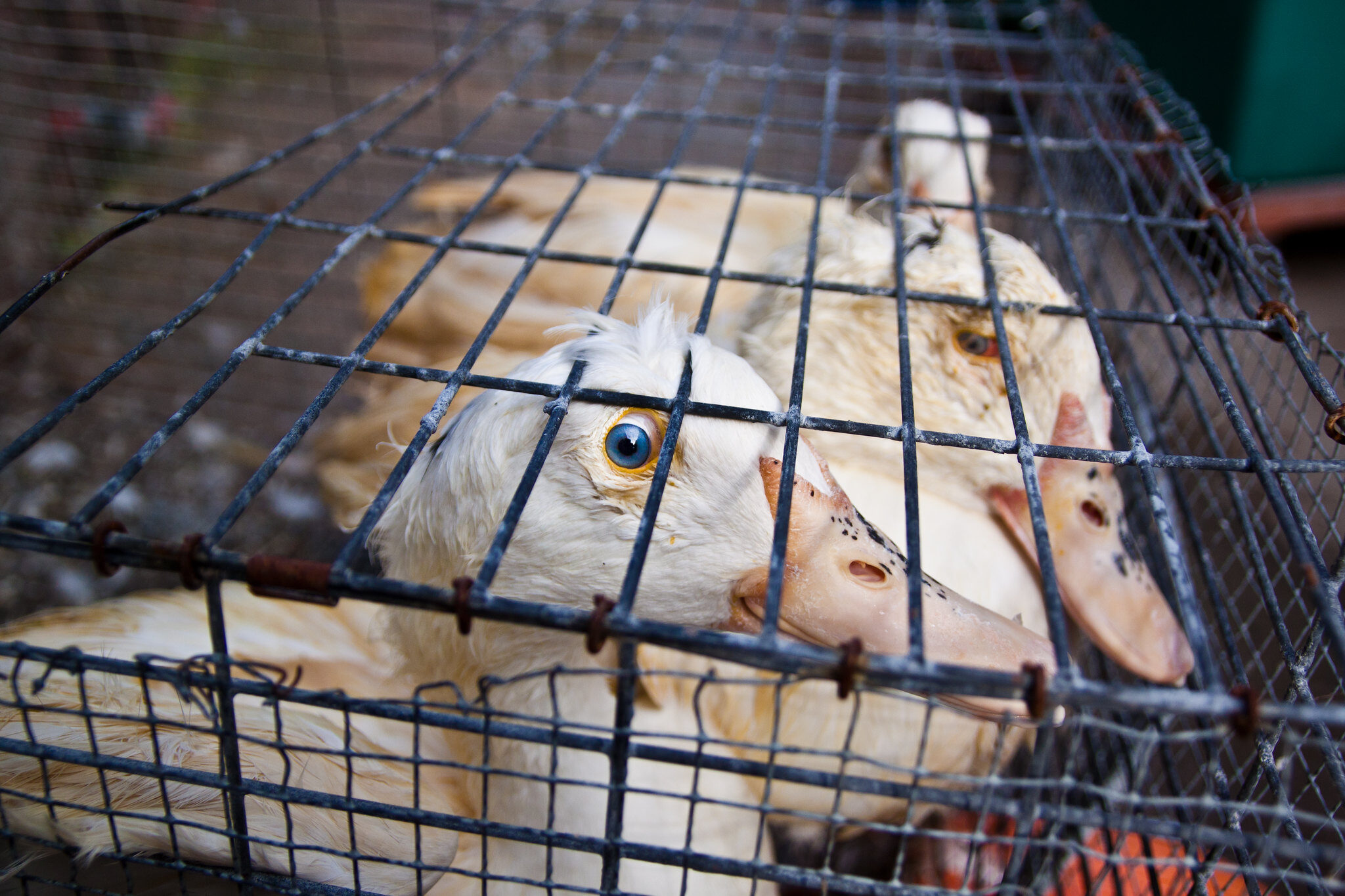 Is Foie Gras Illegal in the US? Animal Equality
