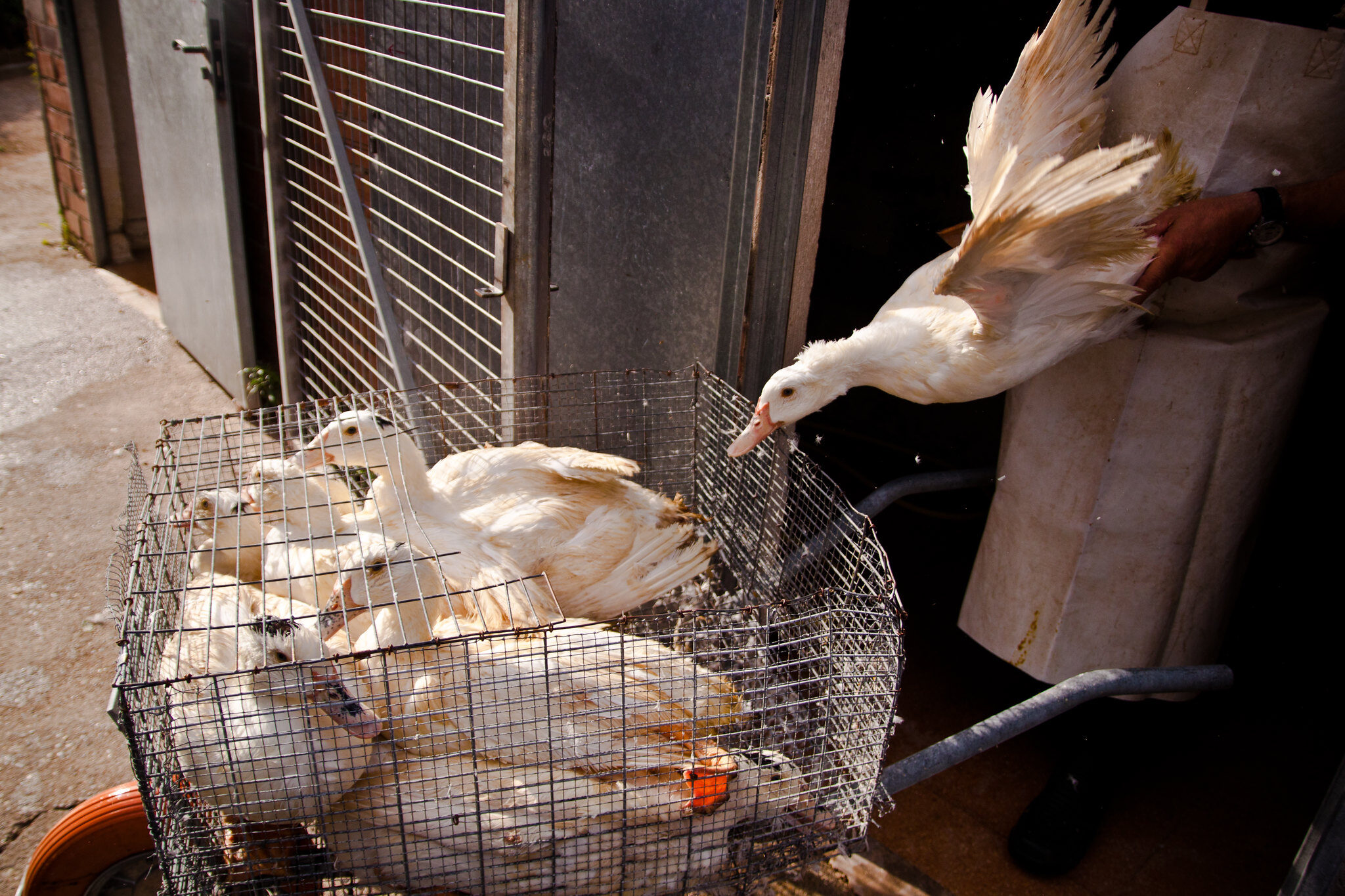 Is Foie Gras Illegal in the US? Animal Equality