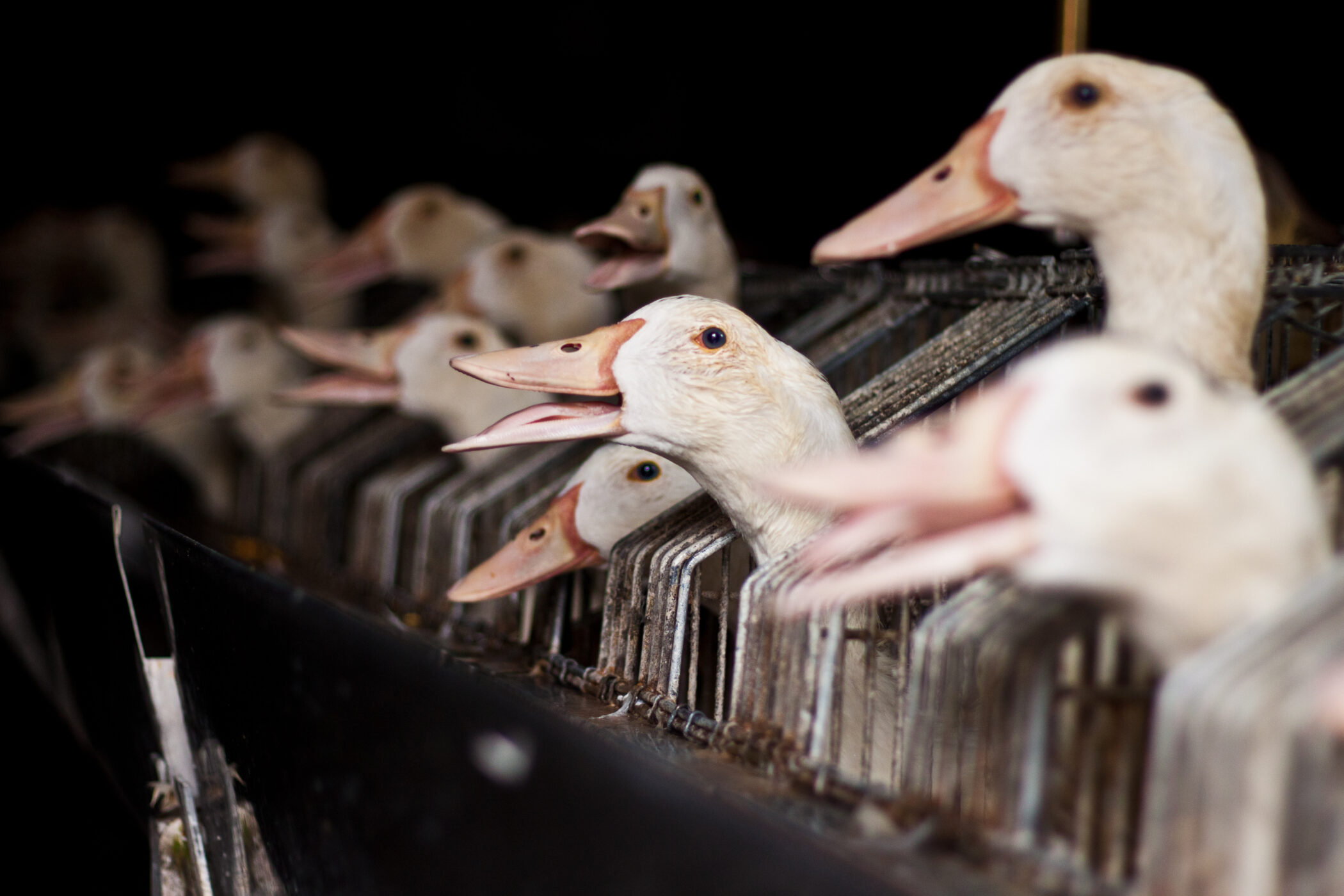 Is Foie Gras Illegal in the US? Animal Equality