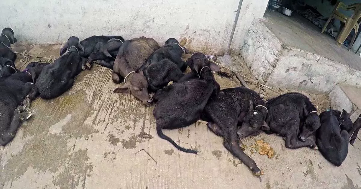 row of baby cows starving to death