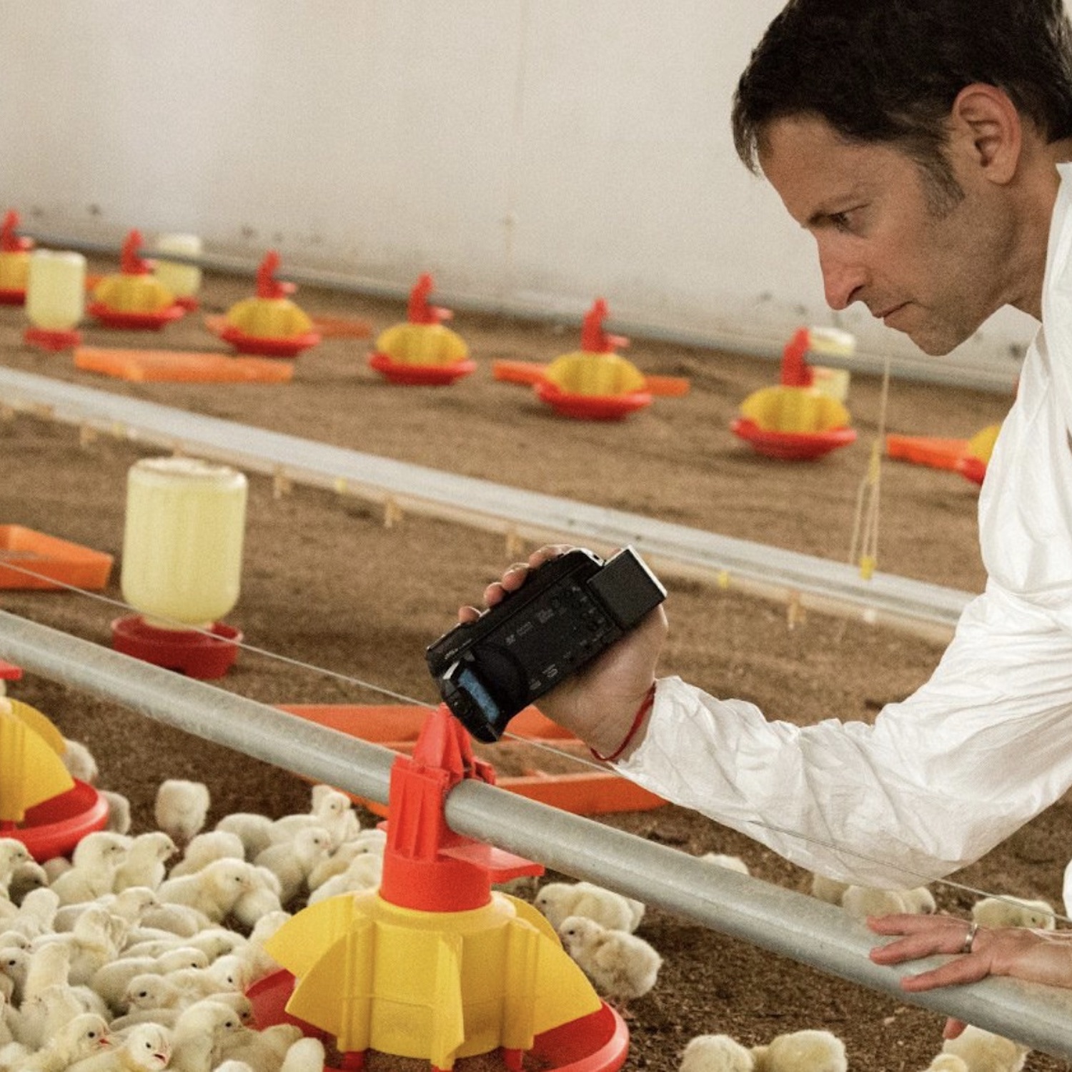 Animal Equality's activist and donor, Ari Nessel, filming in a chicken farm