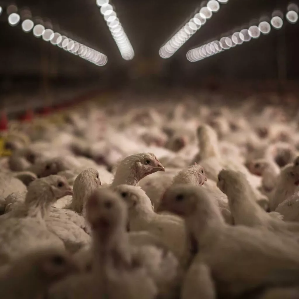 Chickens in a factory farm located in Spain