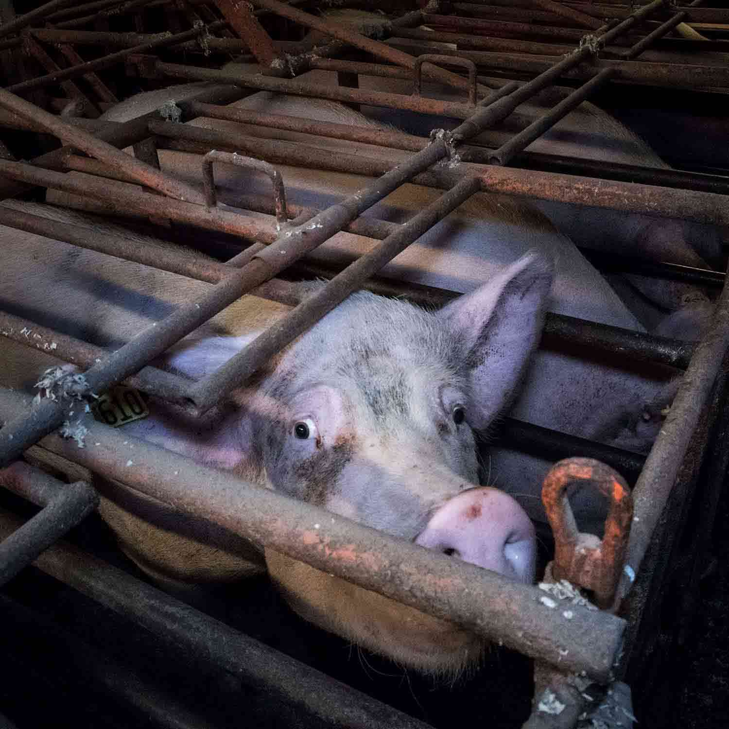 Mother pig in gestation crate