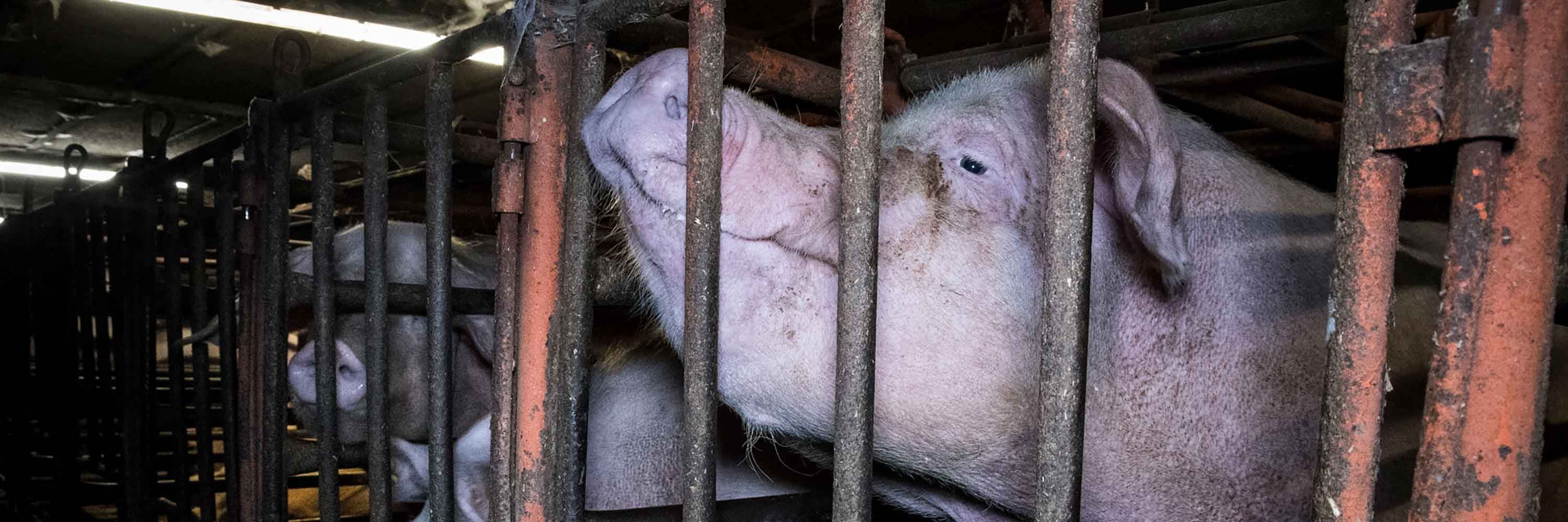 The EATS Act Explained The Newest Threat to Farmed Animals