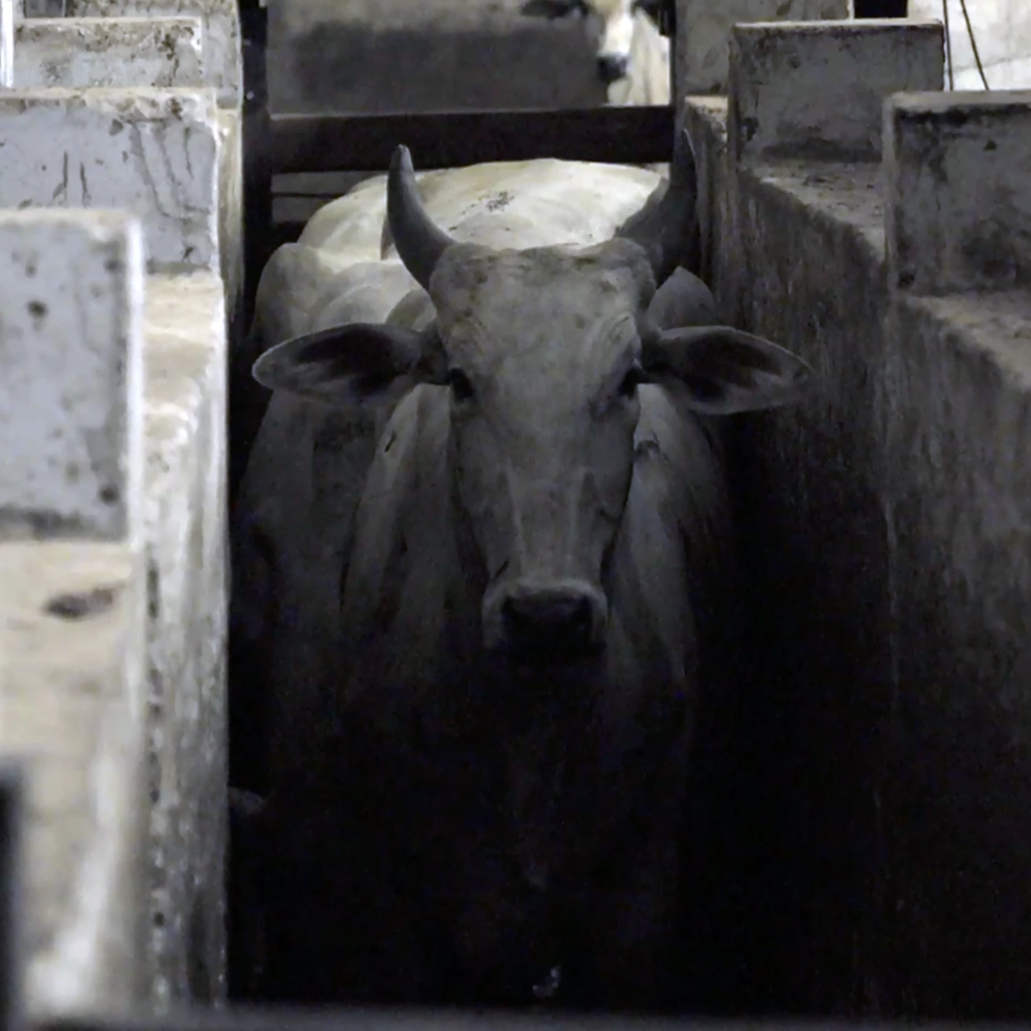 Cow inside a Brazilian slaughterhouse