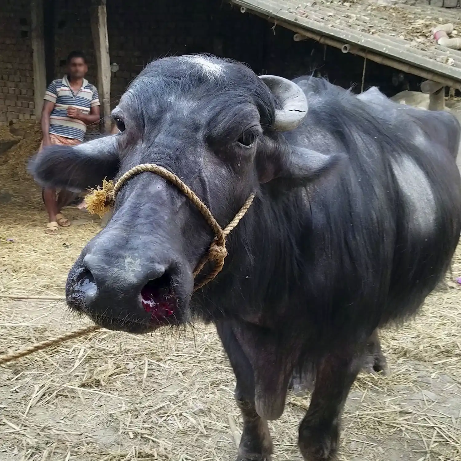 Buffalo in an Indian dairy farm