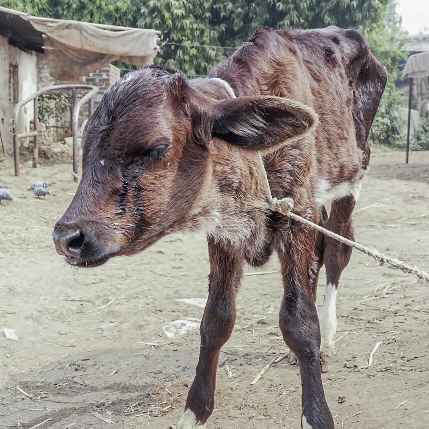 Male calf crying tied by the neck in an Indian dairy farm