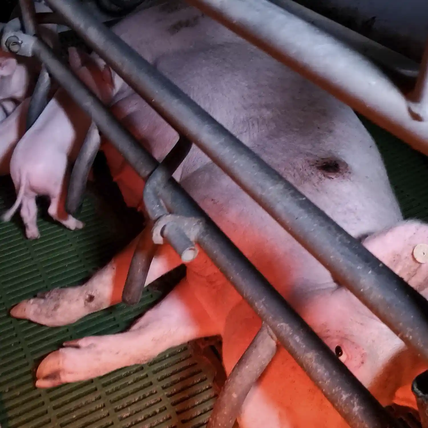 Pig inside a farrowing crate in an Italian factory farm