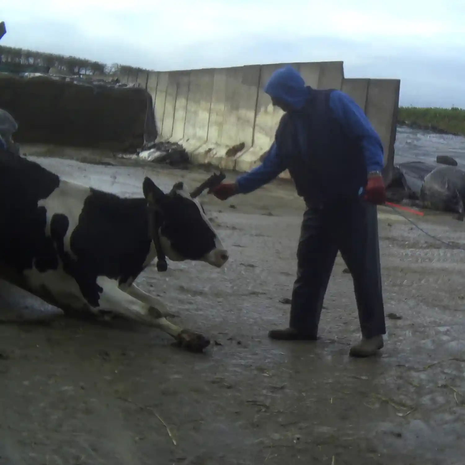 Dairy farm worker about to kill a cow