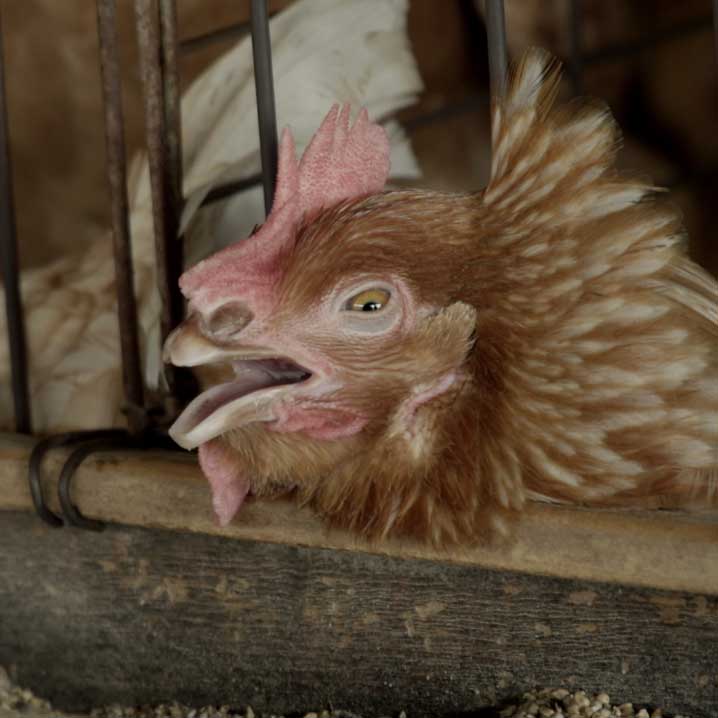 Hen trapped inside wire cage
