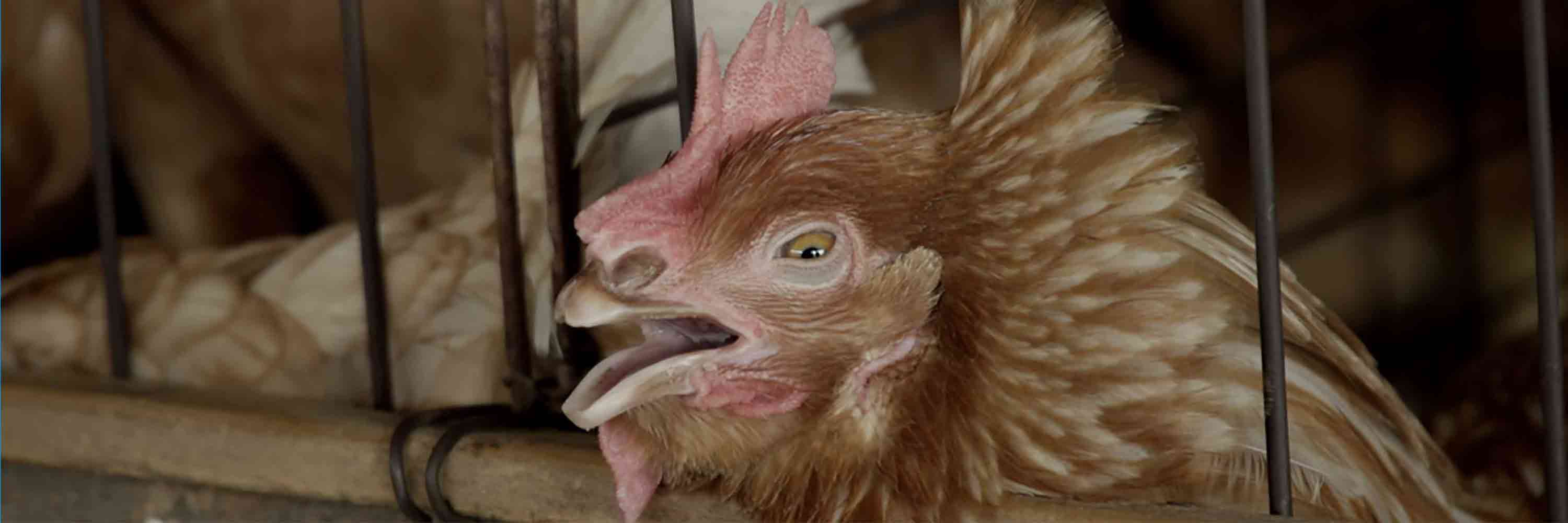 Hen trapped in wire cage