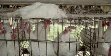 Investigación de gallinas de Brasil