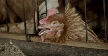 Gallina atrapada en jaula de alambre