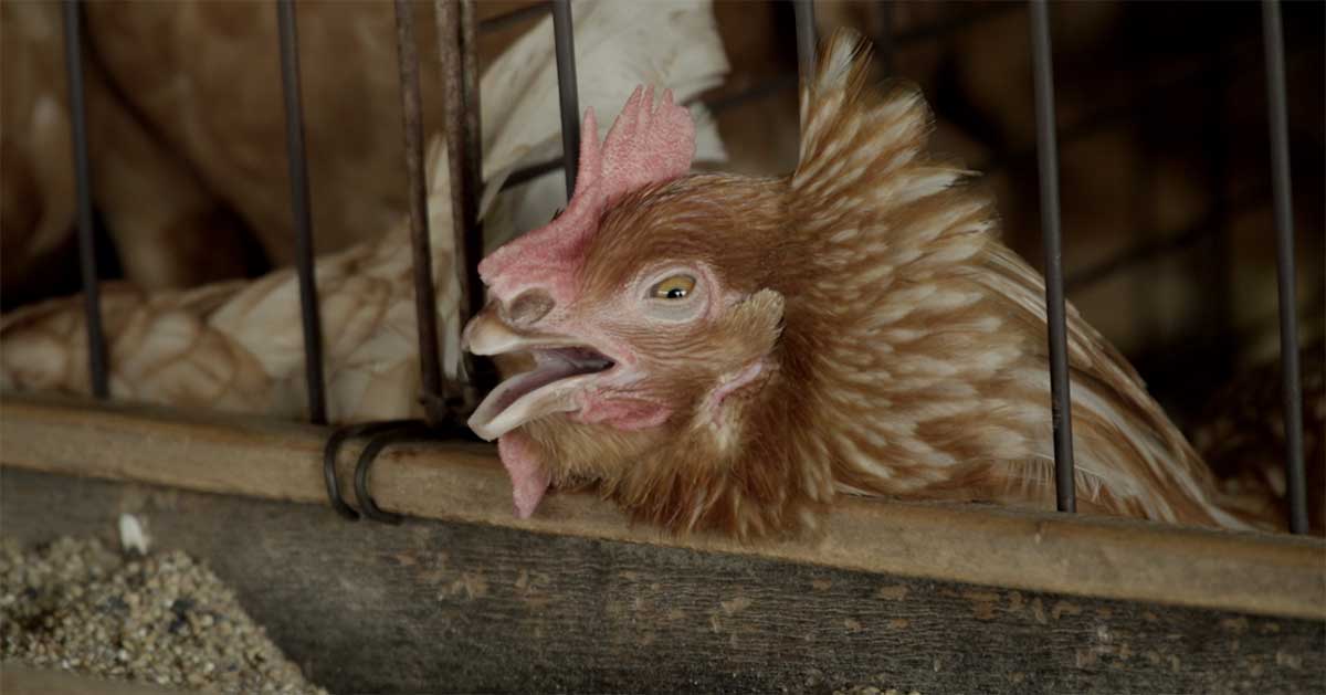 Hens are kept in wire cages