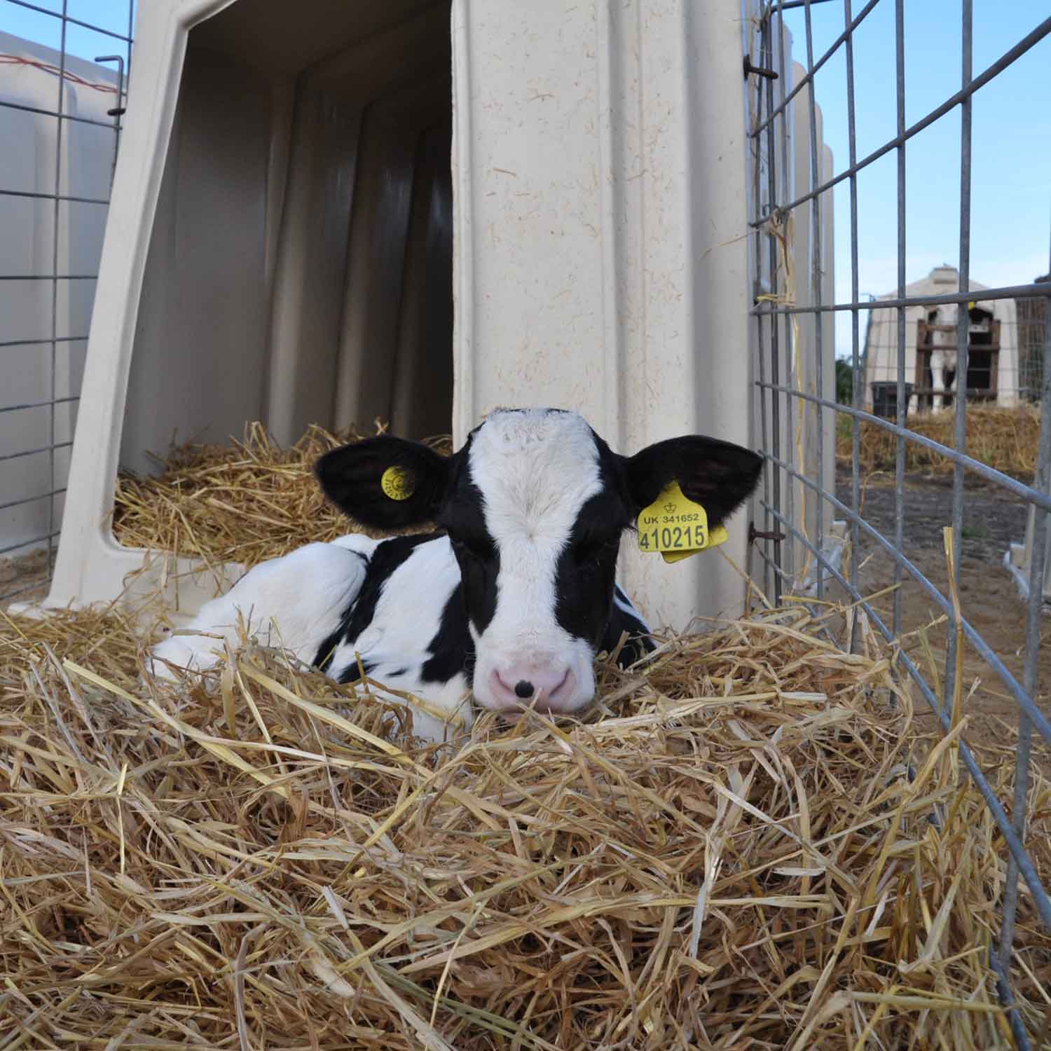 Calf on factory farm