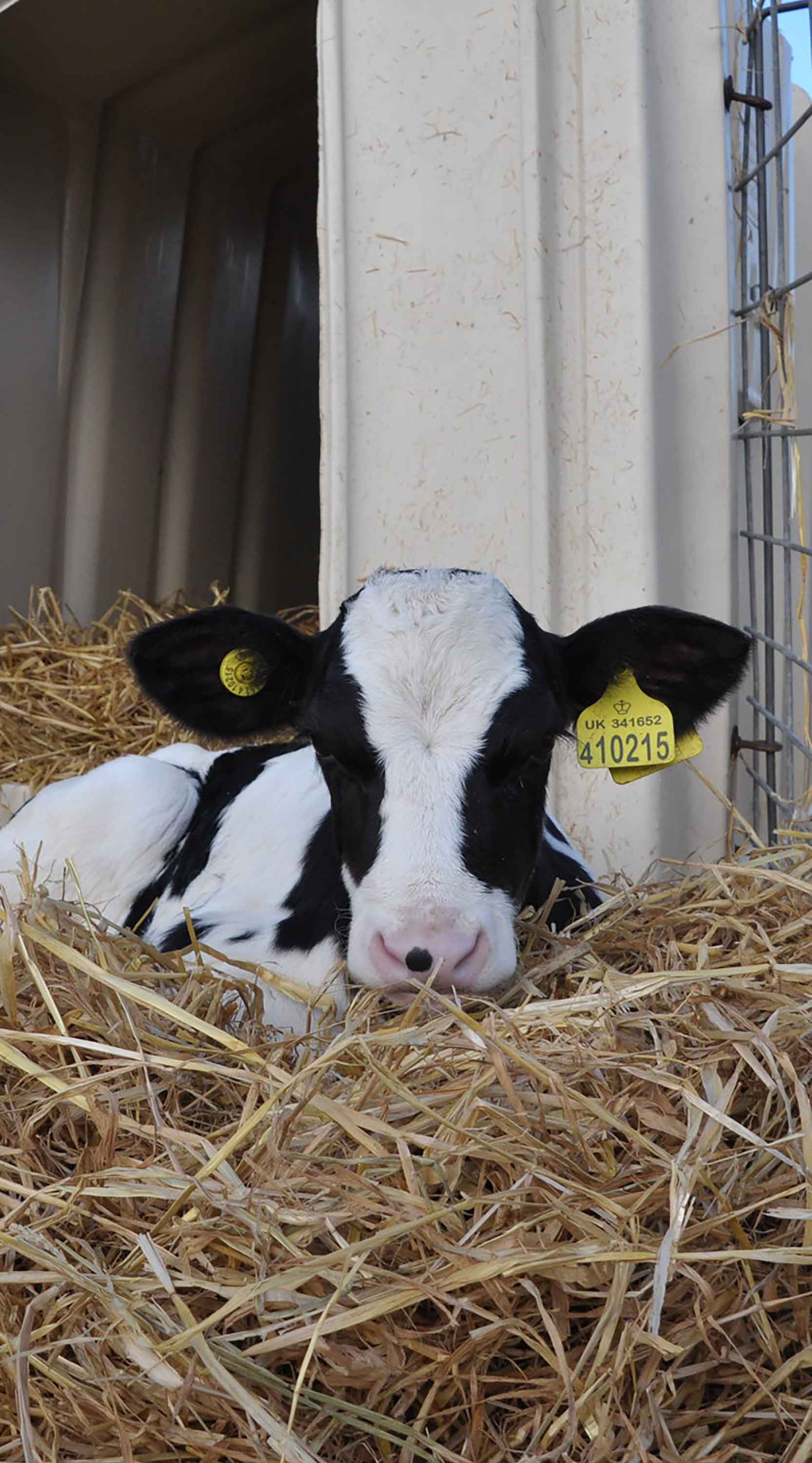 Calf on factory farm