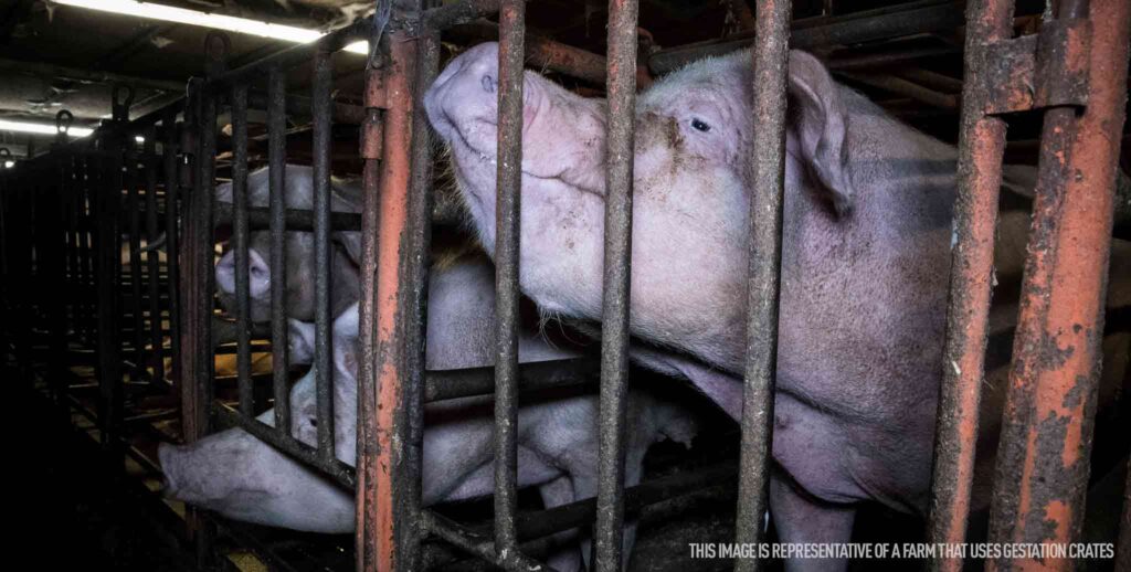 Pig inside factory farm in gestation crate