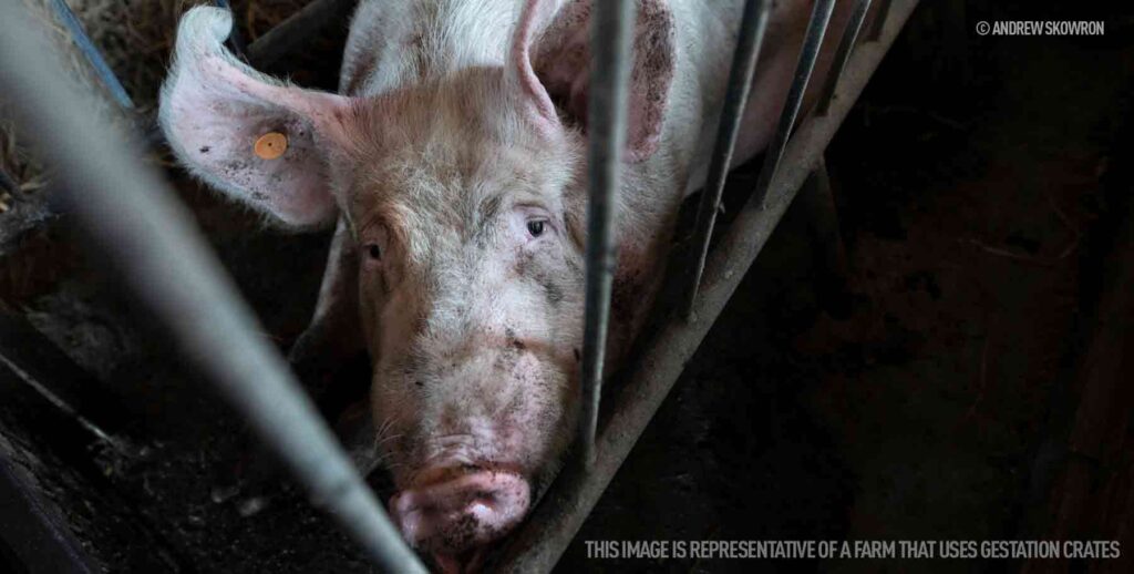 Credit Andrew Skowron - Pig inside gestation crate