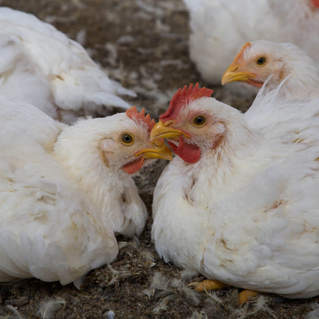 Chickens inside a farm in Mexico