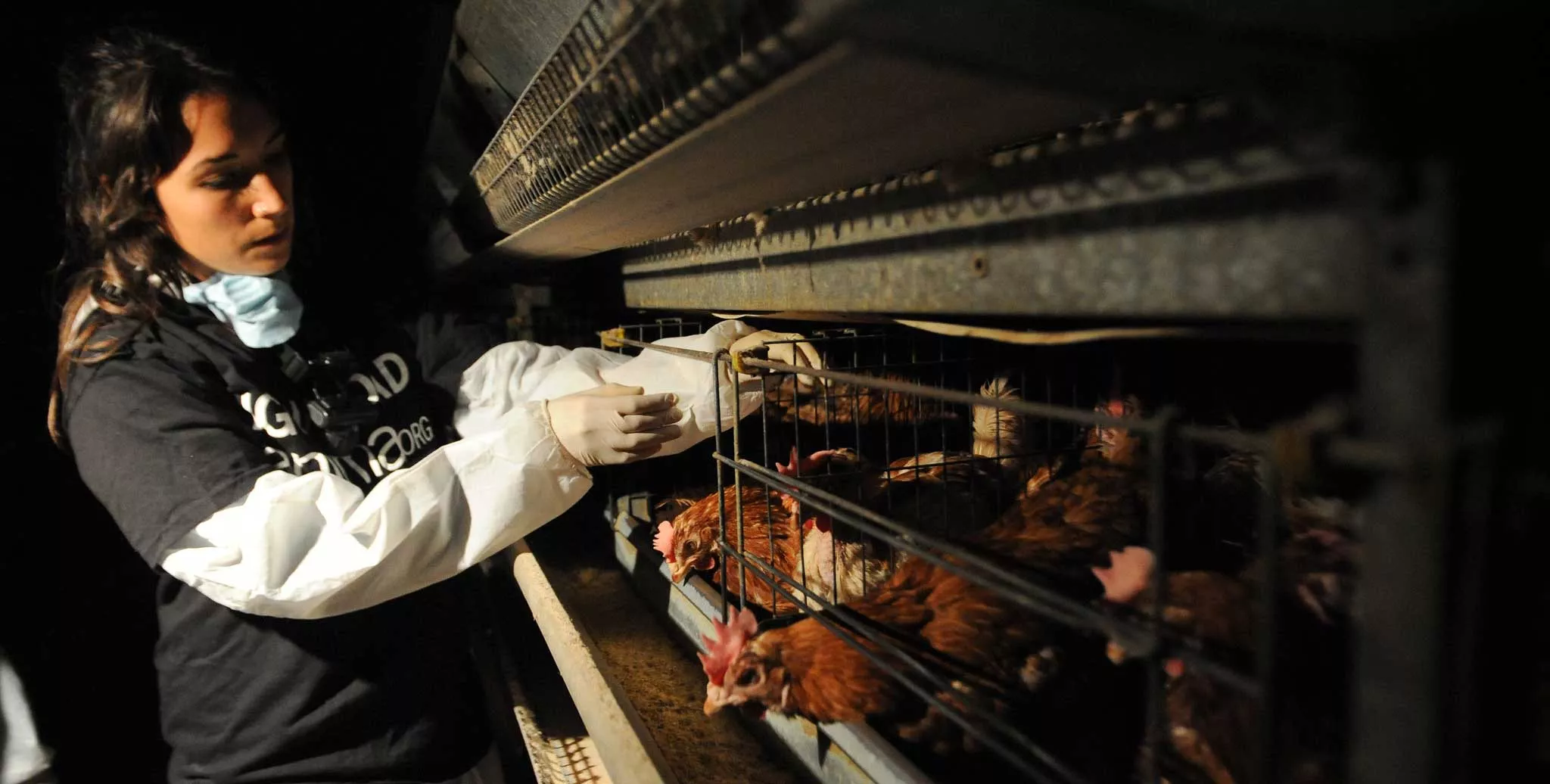 Animal Equality's activist in an egg factory farm rescuing hens.