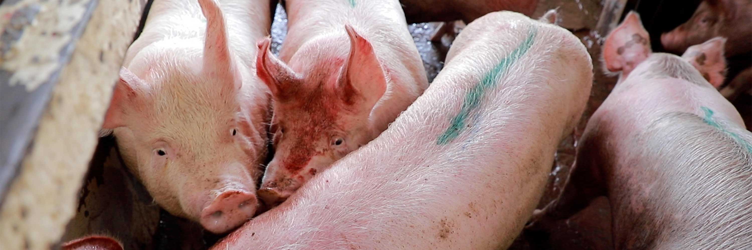 Pig covered in blood in factory farm