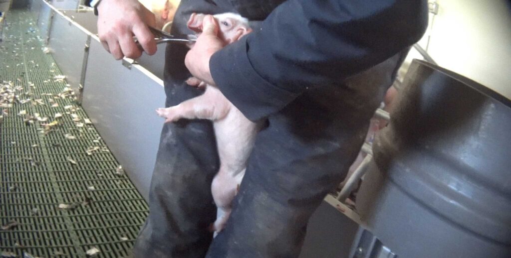 2023 Pig Industry Internal 1 1024x0 c default 5 Shocking Legal Practices Pigs Endure on Factory Farming