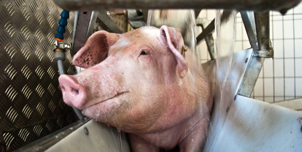 2023 Pig Industry Internal 2 1024x0 c default 5 Shocking Legal Practices Pigs Endure on Factory Farming