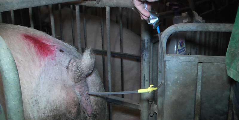 Insemination of a pig