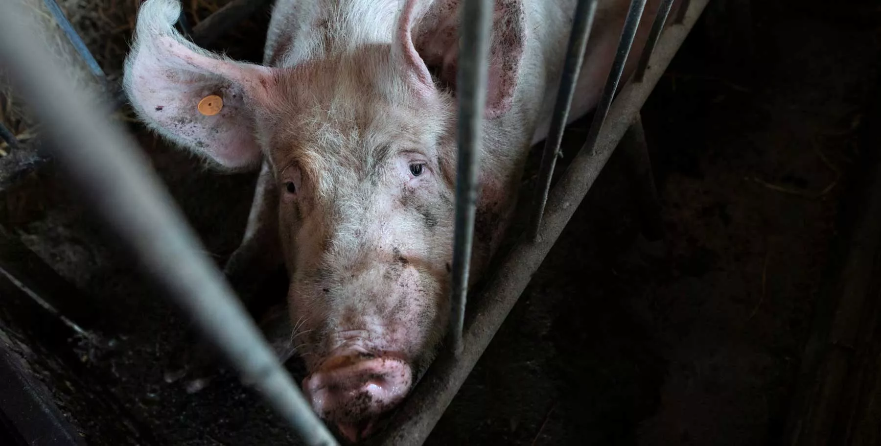 This image is representative of a farm that uses gestation crates. Credit Andrew Skowron.