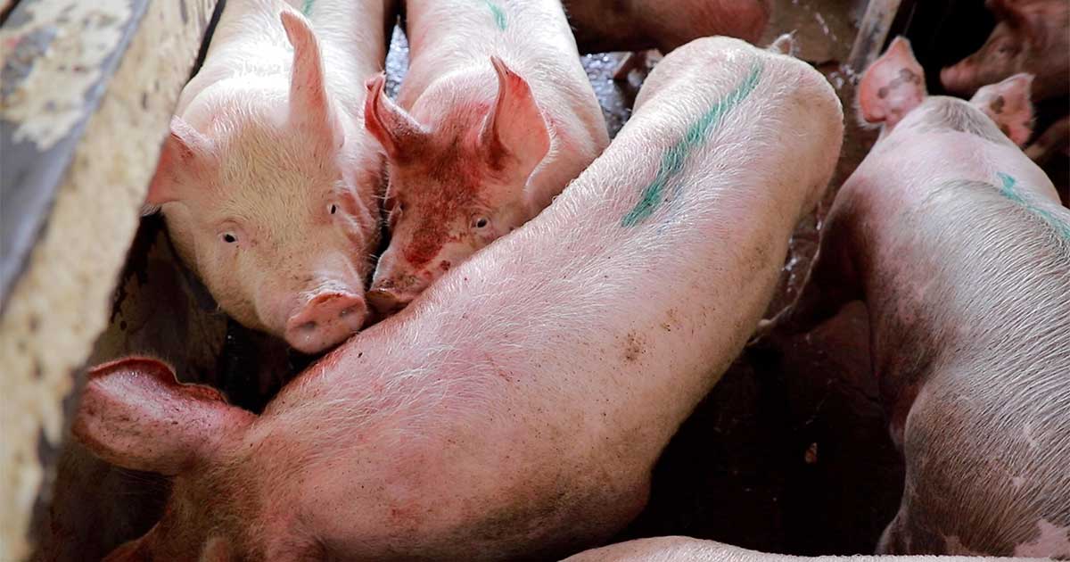 2023 Pig Industry Social 1200x630 1 5 Shocking Legal Practices Pigs Endure on Factory Farming