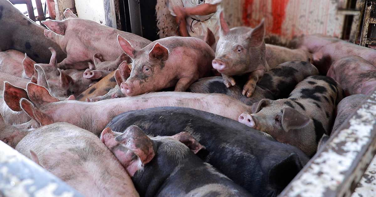 5 Shocking Legal Practices Pigs Endure on Factory
Farming
