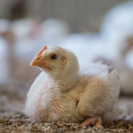 small chicken laying on the ground of a farm