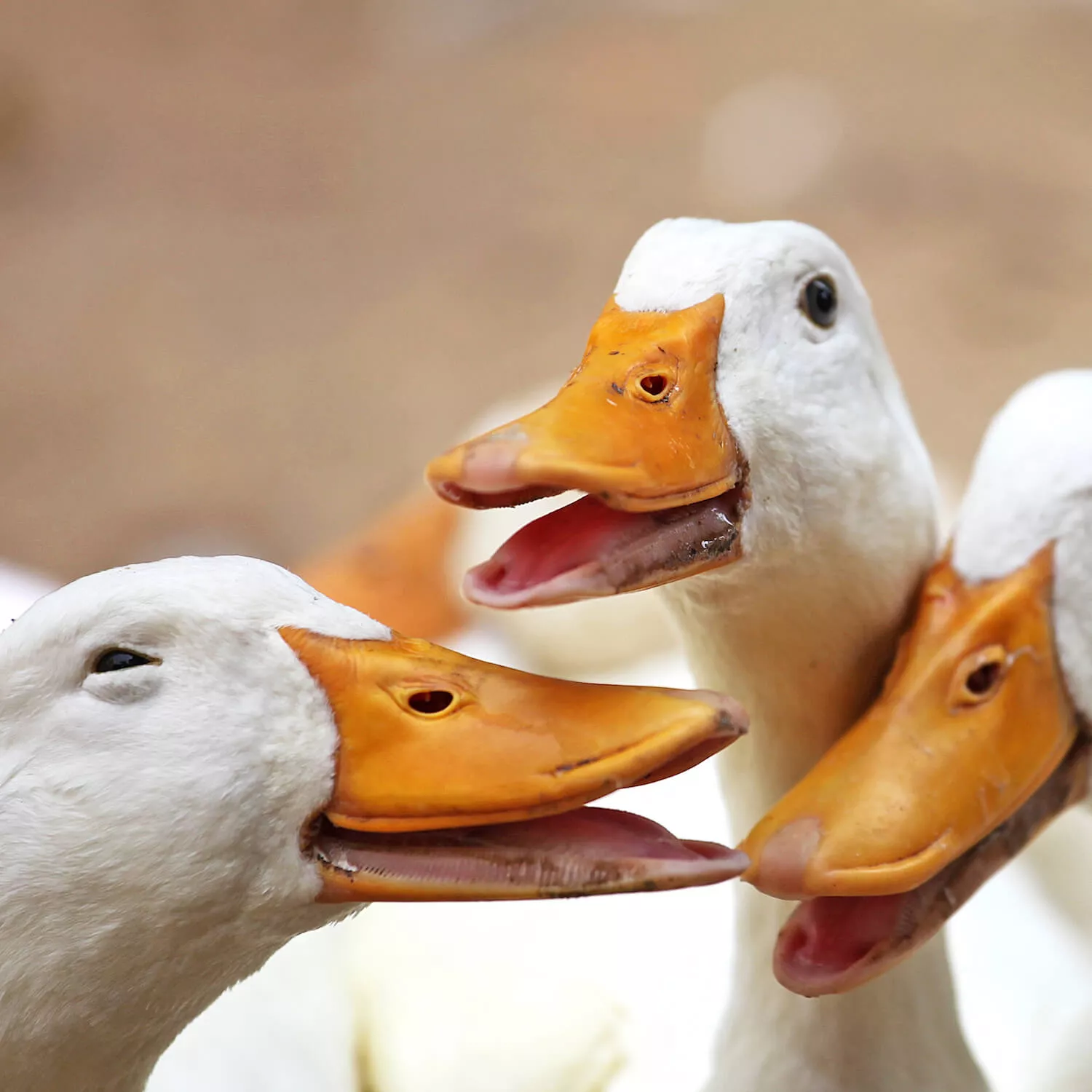 Group of ducks quacking.