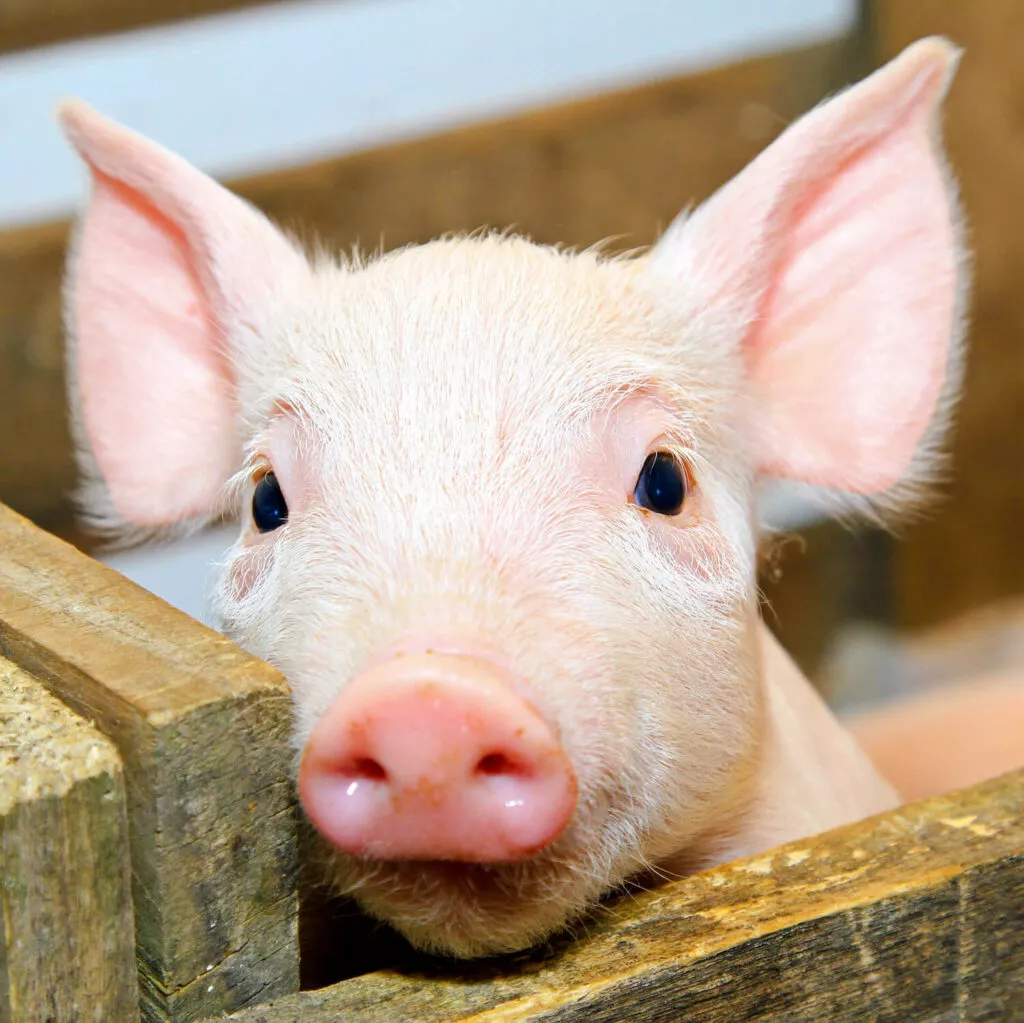 Pig in a farm looking at the camera