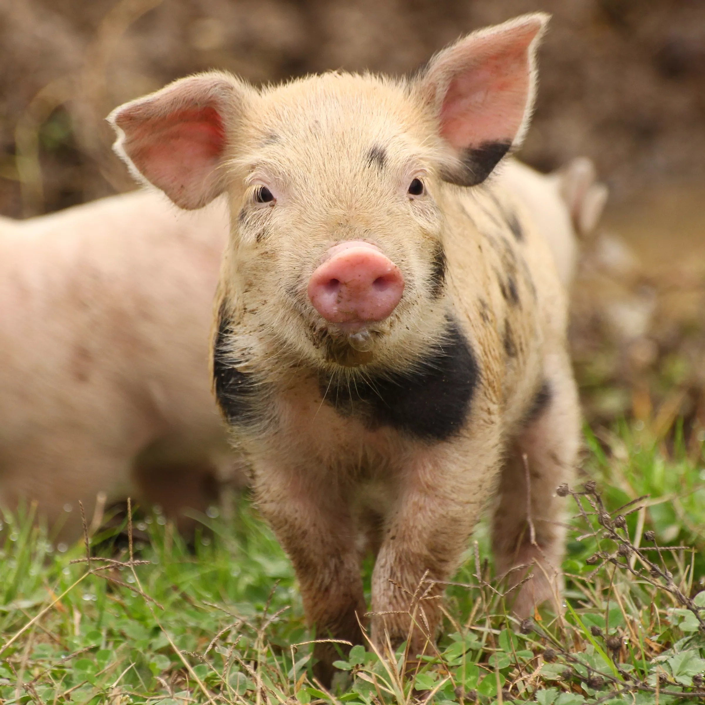 Spare animals like this pig by eating plant-based